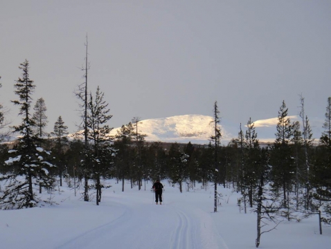Nordic Ski Center skidspår. Nordic Ski Center skidspår.