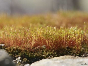 Fjärås Bräcka naturum Närbild mossa