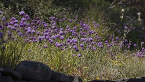 Äng med blommande gräslök Äng med blommande gräslök
