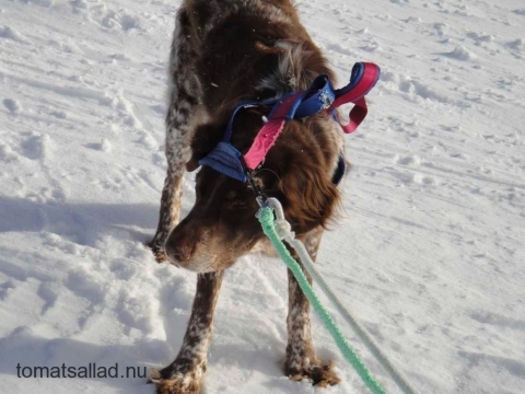 parkerad hund parkerad hund