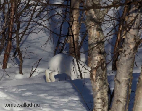 hare-0742 hare-0742