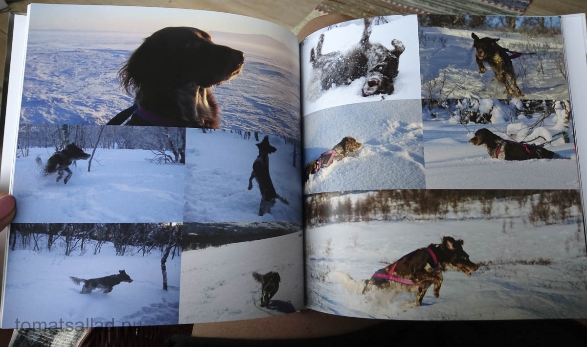 boken-om-hunden-51 boken-om-hunden-51