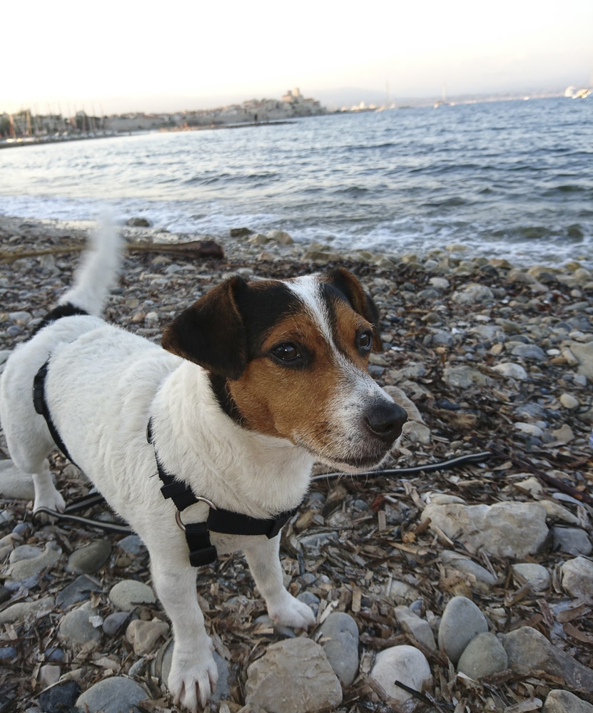 antibes-picknick-strand-59 antibes-picknick-strand-59