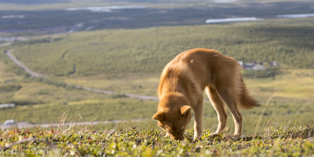 kiruna-9628-2 kiruna-9628-2