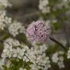 Rosa och vita blommor