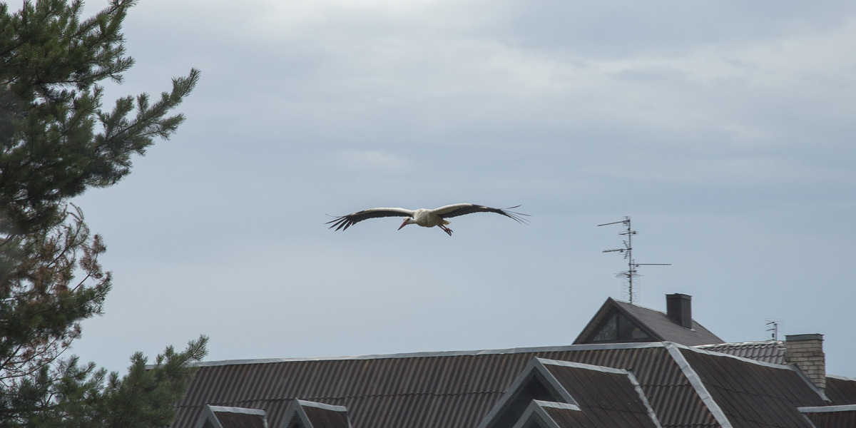 stork-9609