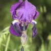 Lila iris