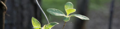 vårigt blad