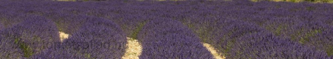 header-lavendel-1-0529