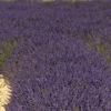 header-lavendel-1-0529