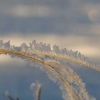 rimfrost