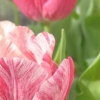 rosa tulpaner