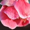 rosa kamelia