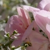 rosa pelargon