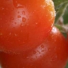 tomat