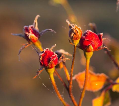 frostiga rosknoppar i morgonljus