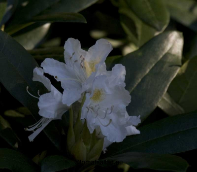 rhododendron-64
