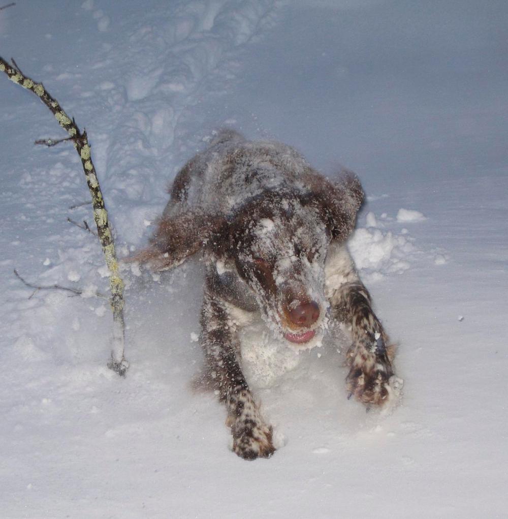 snöhunden