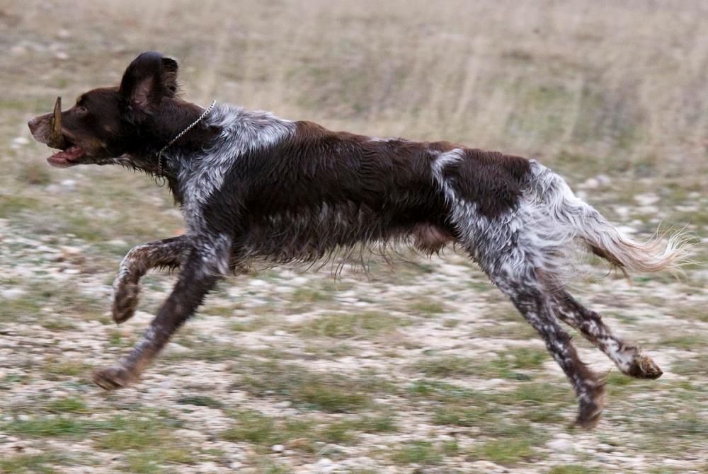 på språng hunden