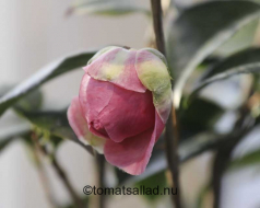kamelia-knopp-60d-70-200-1