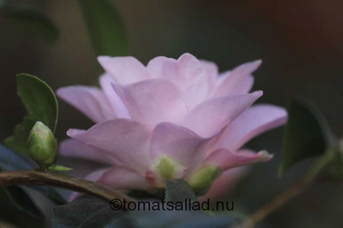 kamelia-rosa-60d-70-200-1