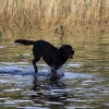 labradoren Lakrits