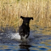 labradoren Lakrits