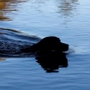 labradoren Stella