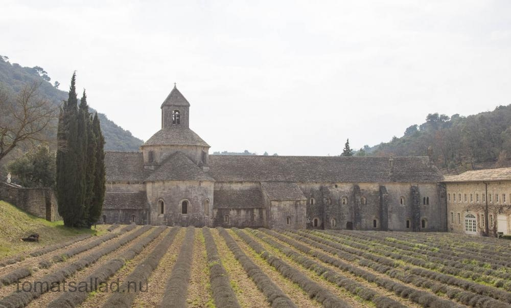 provence-abbaye-senanque-9829