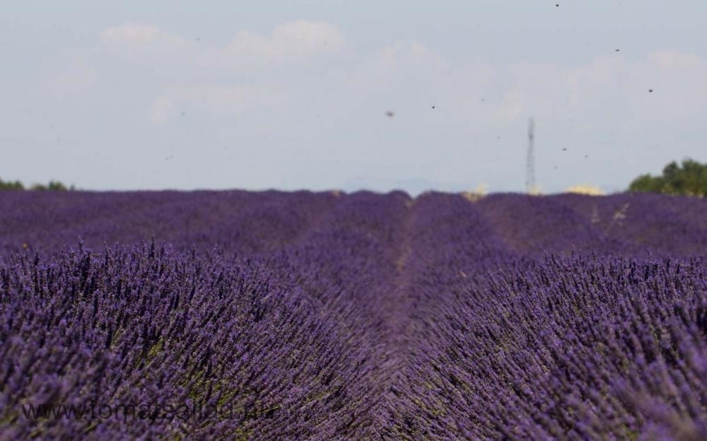 Lavendel