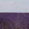 Lavendel