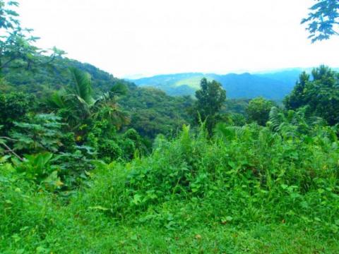 El Yunque, Puerto Rico