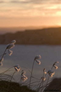 ängsull i solnedgång