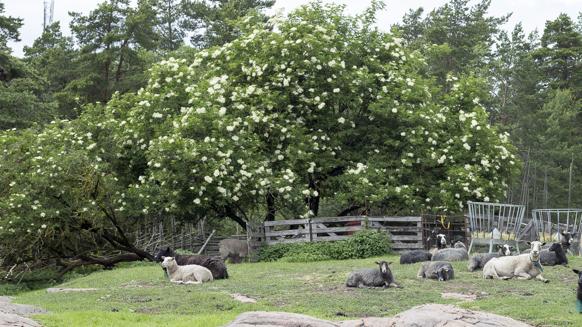 midsommar-2-11