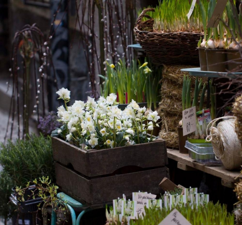 senvinterblommor utanför blomhandel