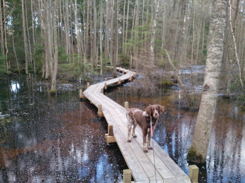 spång i skogen vid Ensta krog