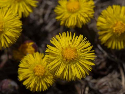 tussilago-0356