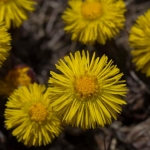 tussilago-0356