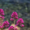 rosa blommor över medelhavet