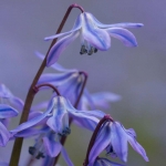 scilla-9768