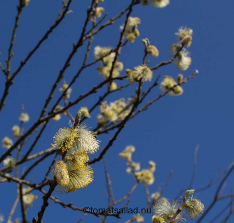 blomställningar