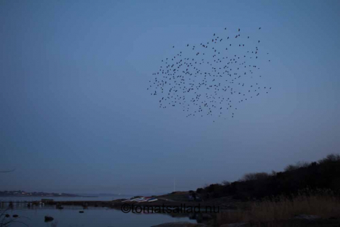 kråkfåglar i flock