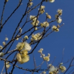 blomställningar