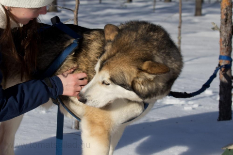 kelig slädhund