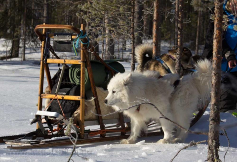 hund och hundsläde