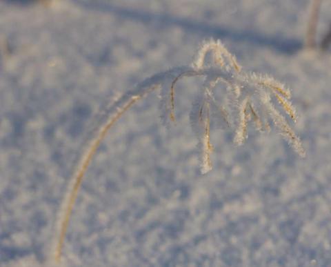 rimfrost böjer ner ett strå
