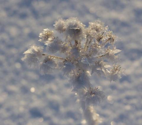 rimfrost i fröställning