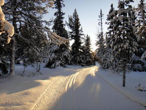 solen skiner på skidspåret