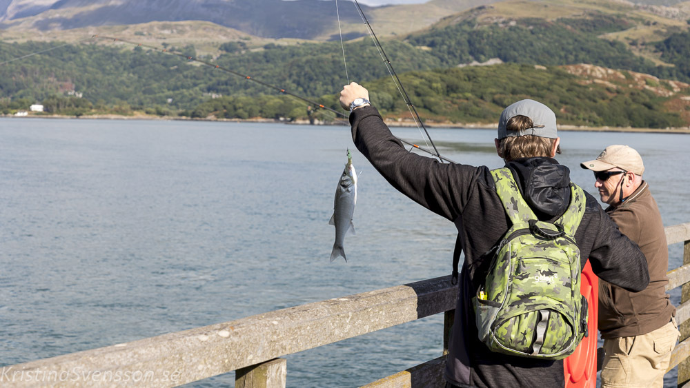 mawddach-trail-7373