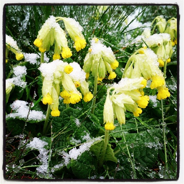 Pollenfritt hipp hipp hurra! #gullviva #1maj #aprilväder #snö